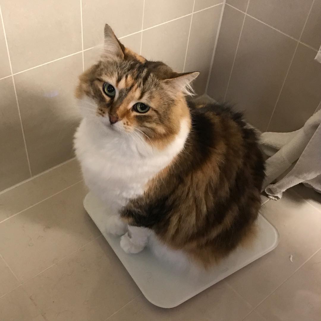 Sybil on the scales